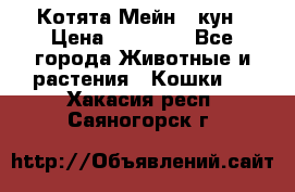 Котята Мейн - кун › Цена ­ 19 000 - Все города Животные и растения » Кошки   . Хакасия респ.,Саяногорск г.